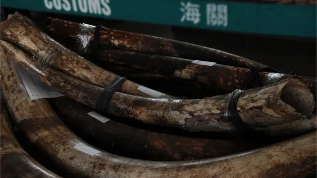香港海关展示被充公的坦桑尼亚象牙(资料图片)