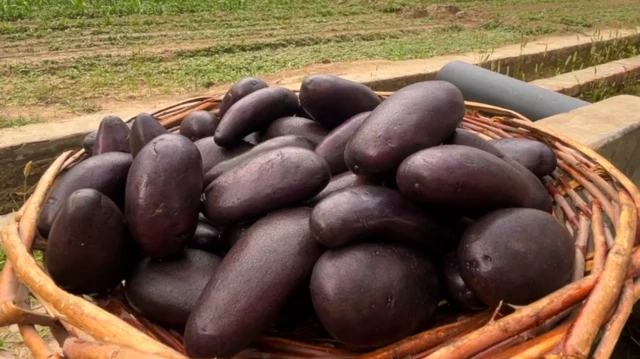 ਜਾਮਨੀ ਆਲੂ