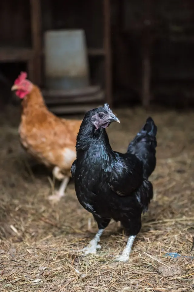 देशी कडकनाथ प्रजातीच्या चिकनची लोकप्रियता अलीकडे वाढली आहे.