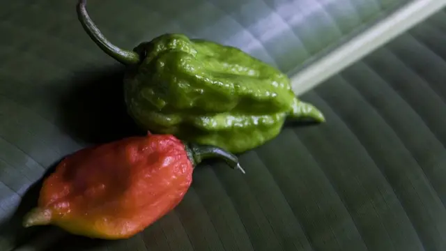 రాజా మిర్చా