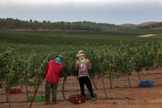 Thai workers harvest Mourvedre grapes for Yatir Winery on August 21, 2017 