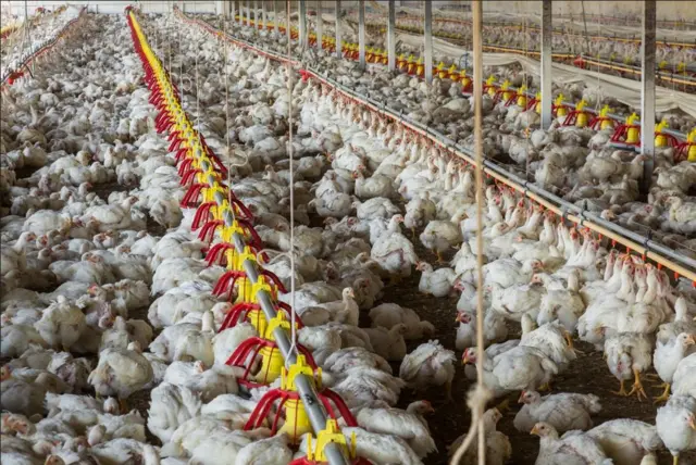 ઈંડું, સફેદ ઈંડું, બ્રાઉન ઈંડું, ઍગ, egg, brown egg, ગુજરાત, શાકાહાર, માંસાહાર, પ્રોટીન, સ્વાસ્થ્ય, બીબીસી ગુજરાતી