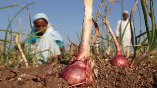 કૃષિક્ષેત્રની તસવીર