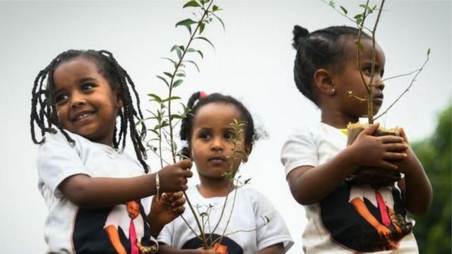 埃塞俄比亚儿童在种树。