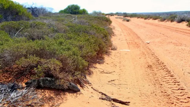 （圖片來源：Fleur Bainger）