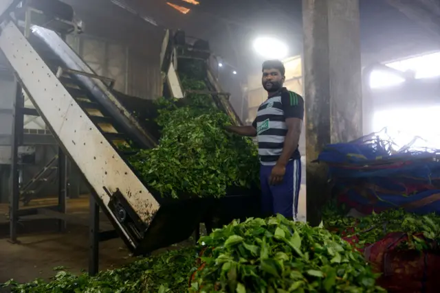 இரான்–இஸ்ரேல் மோதல், இந்திய தேயிலை, வணிகம்
