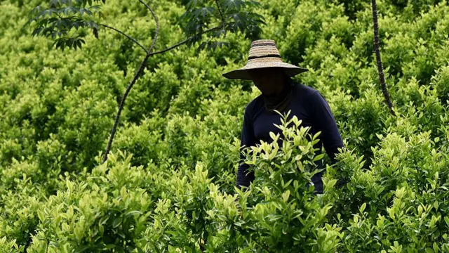 En medio de un campo sembrado con matas de coca, vemos un campesino que lleva un sombrero cuya sombra oscurece su rostro.