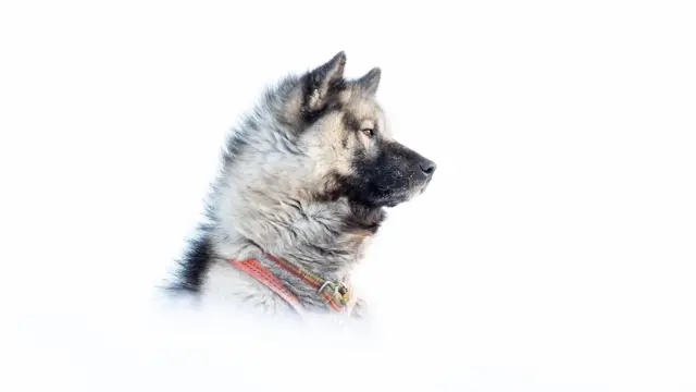 Морда собаки в профіль на білому тлі