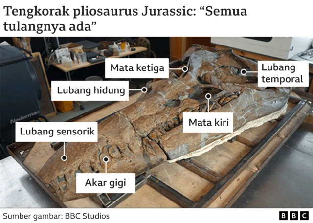 Tengkorak pliosaurus Jurrasic.