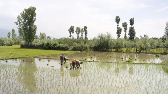 کشمیر، سیاحت، معیشت، پہلگام، انڈیا، زراعت