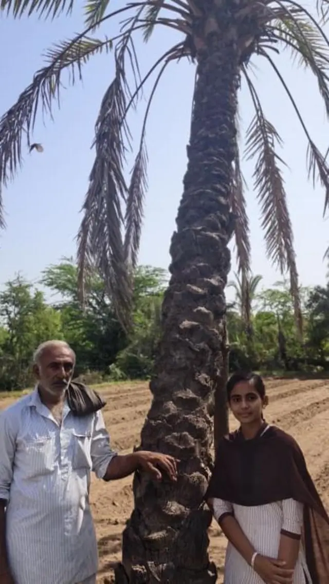 ખજૂરની ખેતી, ગુજરાત, ગુજરાતમાં ખેતી, બીબીસી ગુજરાતી, કચ્છના ખારેક, ખારેકની ખેતી, ભારત, ઇરાક