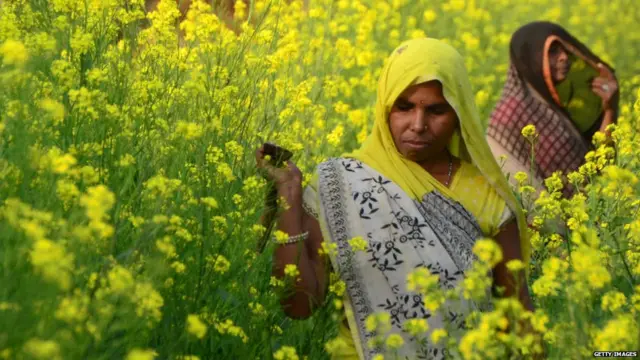 ਸਰੋਂ ਦਾ ਖੇਤ