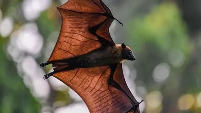 वटवाघूळ