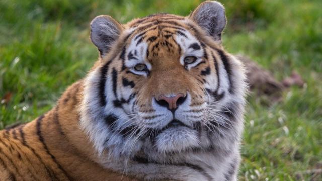 TIL, Calvin Klein's cologne 'Obsession' can draw big cats like
