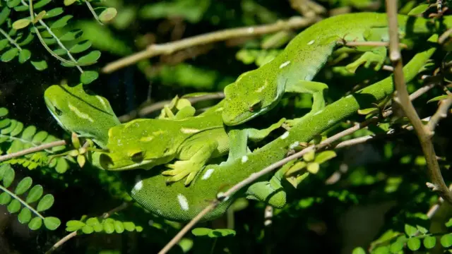 زيارة إلى المحمية التي وُضِعَت لها خطة تطوير لمدة 500 عام