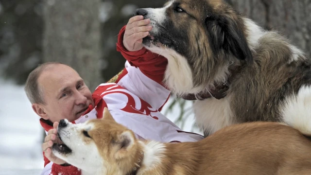 Giới ủng hộ Putin thích chia sẻ hình ảnh Putin chơi với chó trên tuyết