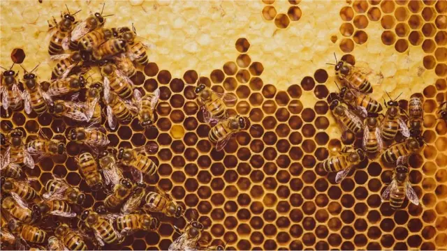 شہد، مکھی، شہد کی مکھی