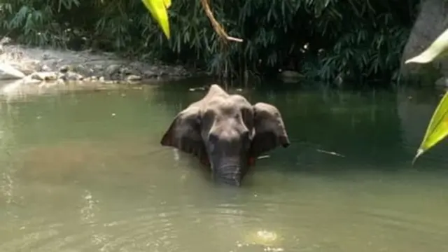 elephant dead in kerala