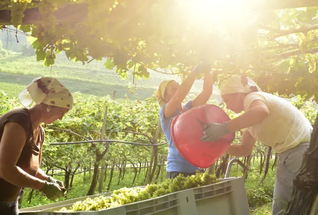 The Grape Harvest by Albert Ceolan