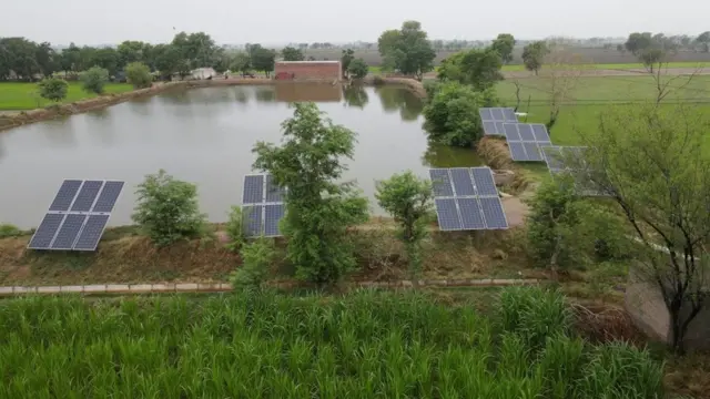 پنجاب، زراعت