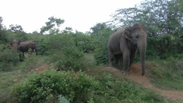 අලි මංකඩ යළි අලින්ට