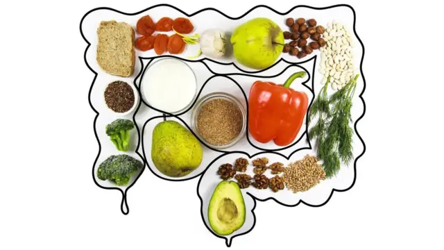 Intestino con diversos alimentos