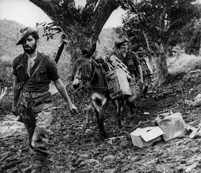 မြည်းတွေနဲ့ ခရီးနှင်နေတဲ့ တောတွင်းက ခြင်းဒစ်တပ်သားများ 