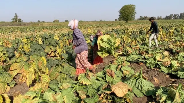 બીબીસી ગુજરાતી સુરેન્દ્રનગર ખેડૂત તમાકુ ખેતી જીરુ ધાણા વાવેતર 