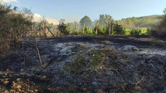 livada posle požara