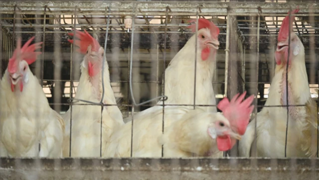 కోళ్ల ఫారం, పౌల్టీ ఫామ్, చికెన్, ఎగ్స్, గుడ్లు బర్డ్ ఫ్లూ, హెచ్ వన్ ఎన్ వన్ ఇన్‌ఫ్లూయంజా, తూర్పు గోదావరి, పశ్చిమ గోదావరి, కృష్ణా జిల్లా