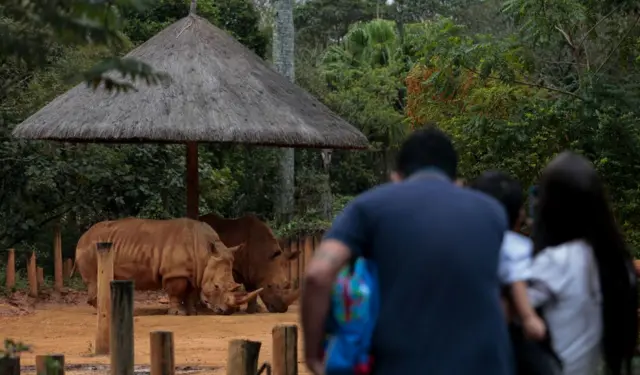 Famíliabwin corretora de seguroscostas observando rinocerontes no zoológicobwin corretora de segurosSão Paulo