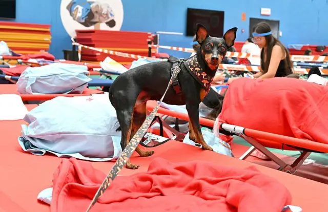 Un perrito en primera plana dentro de uno de los refugios temporales. De fondo se ve gente sentada en las camillas de campaña.