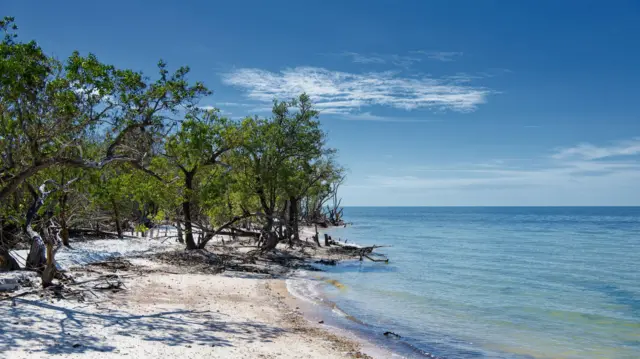 Florida'nın On Bin Ada bölgesindeki White Horse Key'deki kıyı şeridini gösteren, görüntünün bir tarafında mangrovlar ve diğer tarafında Meksika Körfezi'ne giden mavi su bulunan bir fotoğraf. Ön planda beyaz kumlu bir plaj var.