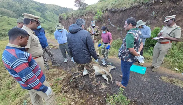 நீலகிரி வரையாடு: ரேடியோ காலர் பொருத்தும் முயற்சியில் கர்ப்பிணி வரையாடு இறந்தது எப்படி?