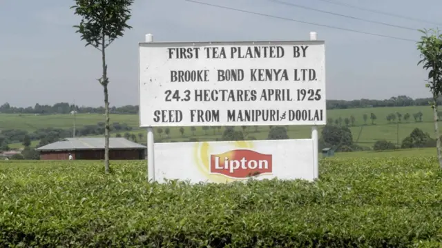Lipton
