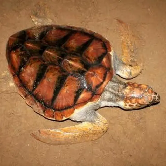 ඔළුගෙඩි කැස්බෑවා - Loggerhead turtle (Carettacaretta)