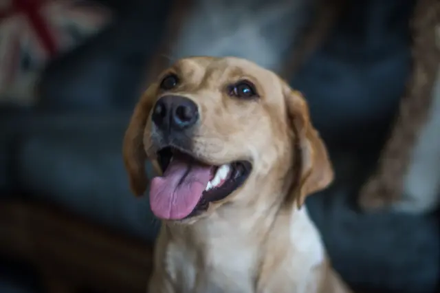 இந்தியாவில் 2021 கணக்கெடுப்பின்படி, 2.7 கோடி வீட்டு வளர்ப்பு நாய்கள் இருப்பதாக ஒரு கணக்கெடுப்பு கூறுகிறது.