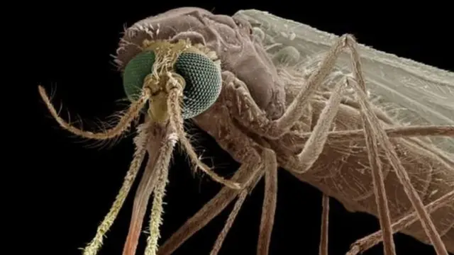 Shirika la Afya duniani inasema watu 4000,000 wafariki kila mwa kwa sababu ya ugonjwa wa malaria