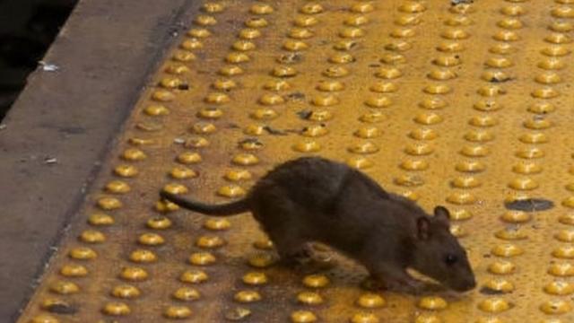 뉴욕 지하철역에서 포착된 쥐