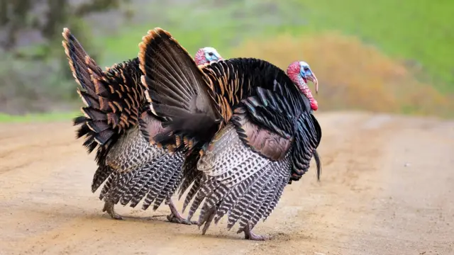 Индейки на дороге