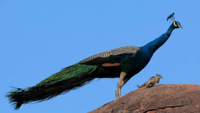 Павлин (Pavo cristatus) и его шикарный хвост