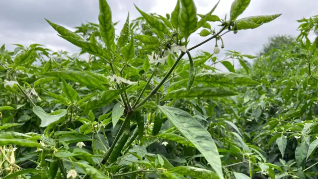 मिरची पीक