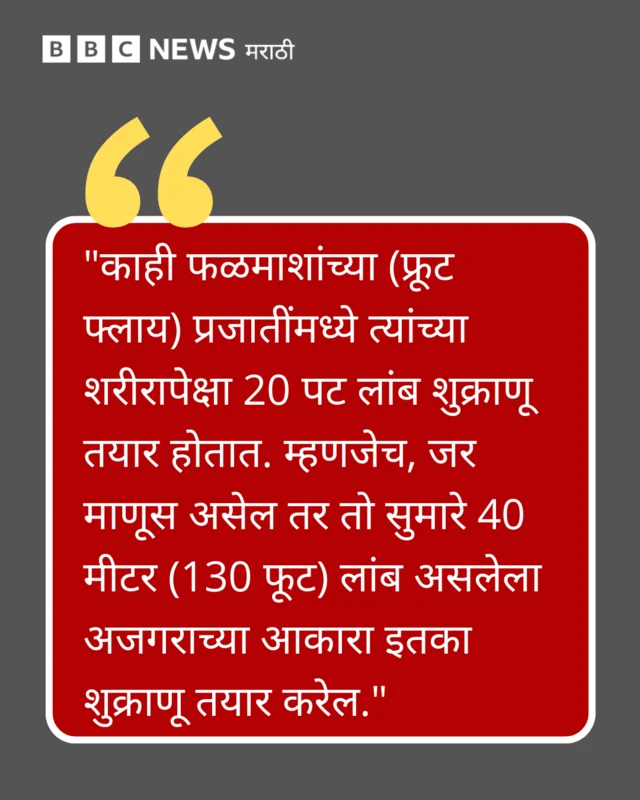 काही फळमाशांच्या (फ्रूट फ्लाय) प्रजातींमध्ये त्यांच्या शरीरापेक्षा 20 पट लांब शुक्राणू तयार होतात. म्हणजेच, जर माणूस असेल तर तो सुमारे 40 मीटर (130 फूट) लांब असलेला अजगराच्या आकारा इतका शुक्राणू तयार करेल.