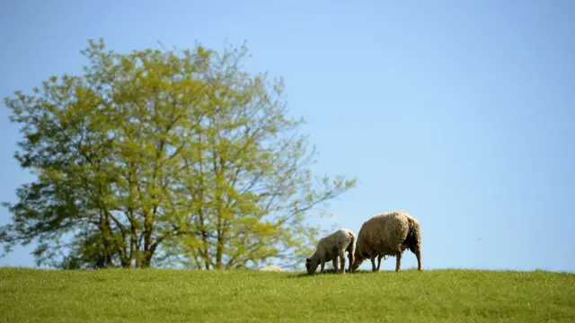 Oscypek harus dibuat dari setidaknya 60% susu domba