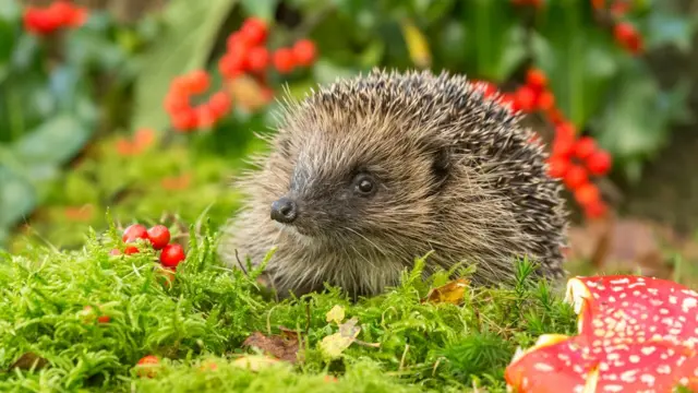 Еж и мухомор