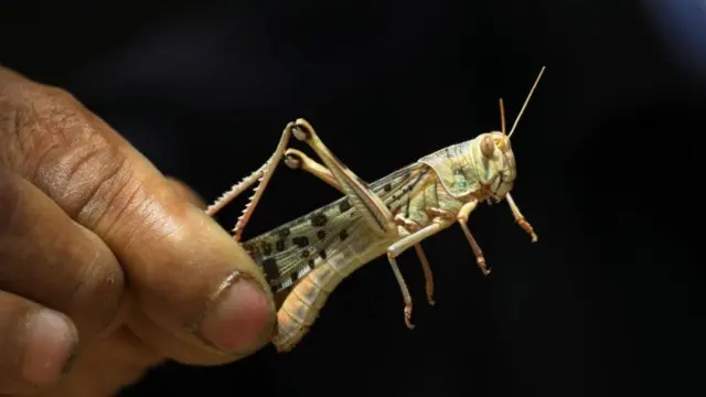 வெட்டுக்கிளிகள் தமிழகத்திற்கு வர வாய்ப்பில்லை என்று அரசு கூறியது உண்மையா?