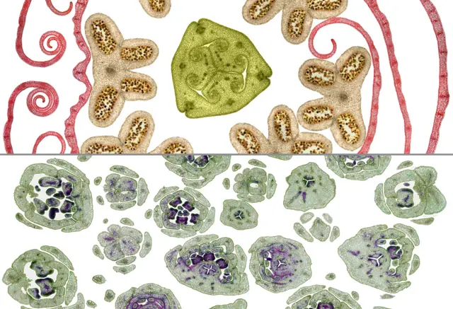 Cut Flowers by Steve Lowry