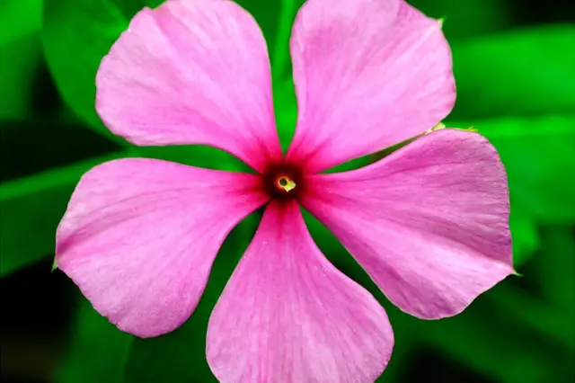 Flor con 5 pétalos.