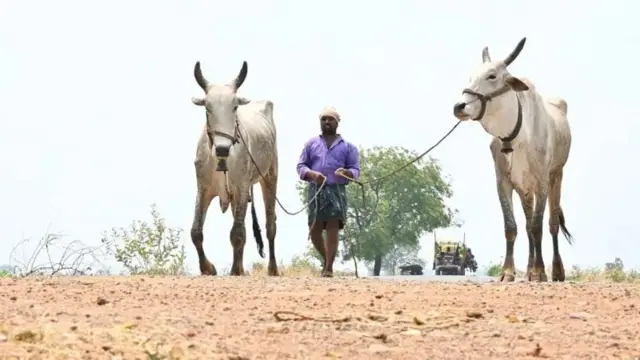 खेत जोतने के लिए बैलों को ले जाता हुआ एक किसान