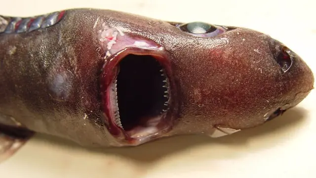 south lanternshark.